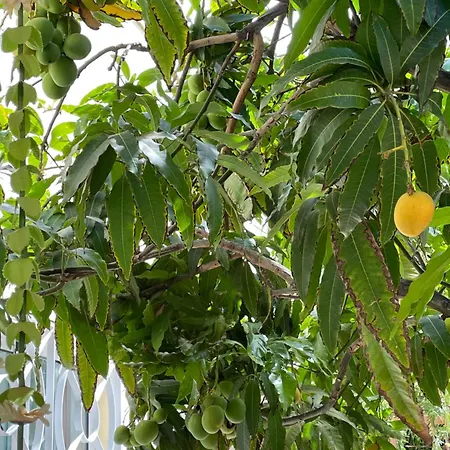 Villa Sol Cristianos Los Cristianos (Tenerife)