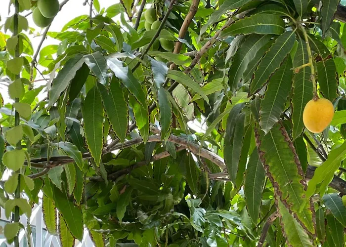 Вилла Sol Cristianos Лос Кристианос